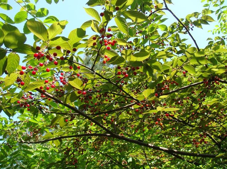 Cerasus serrula seed